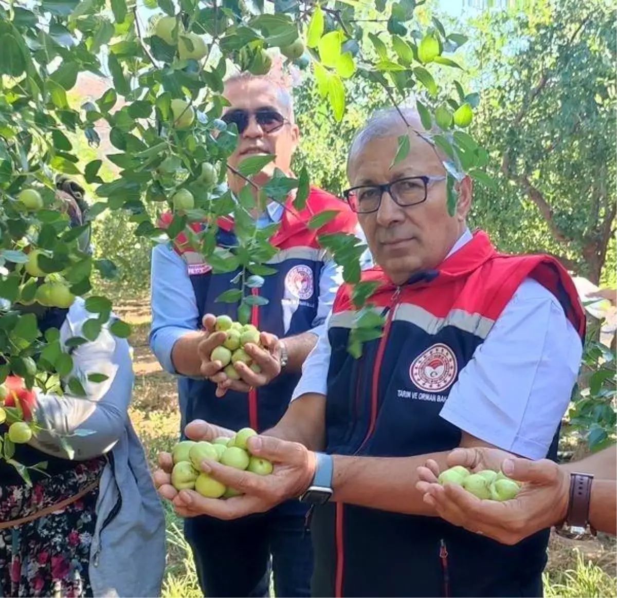 Aydın’da Hünnap Hasadı Başladı